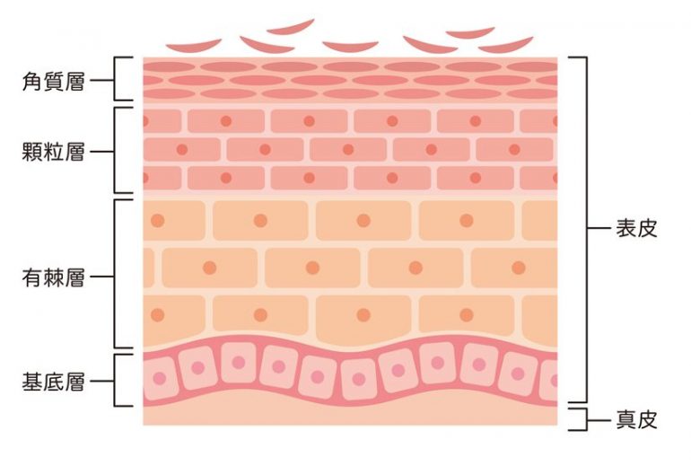 角質層｜皮膚